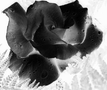 rose noire